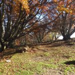 requesens-puigneulos-foto