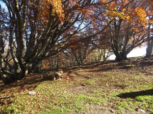 requesens-puigneulos-foto