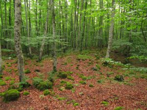 fageda-macandell