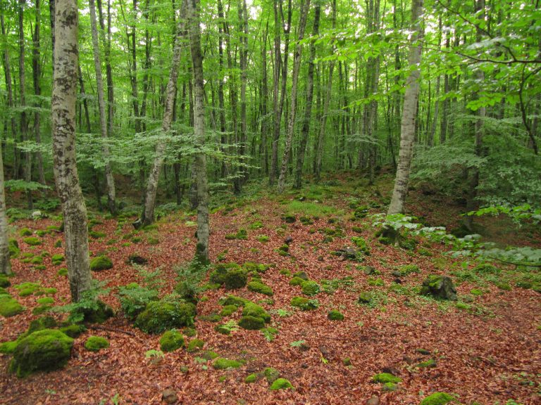fageda-macandell