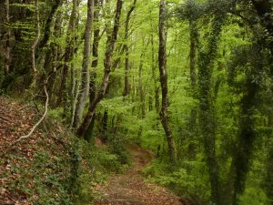 faldeando-finestres-FOTO