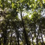 MALFORAT-CENTRAL-FOTO