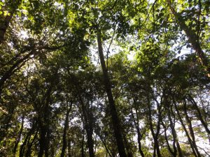 MALFORAT-CENTRAL-FOTO