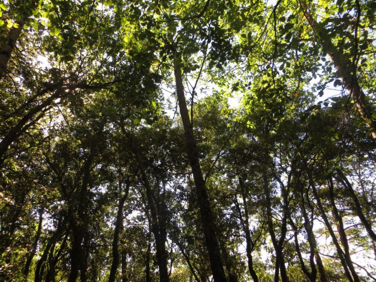 MALFORAT-CENTRAL-FOTO