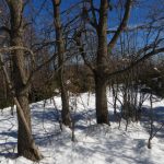 BOSQUES-RIUDAURA-4-FOTOS