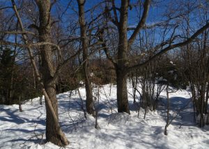 BOSQUES-RIUDAURA-4-FOTOS