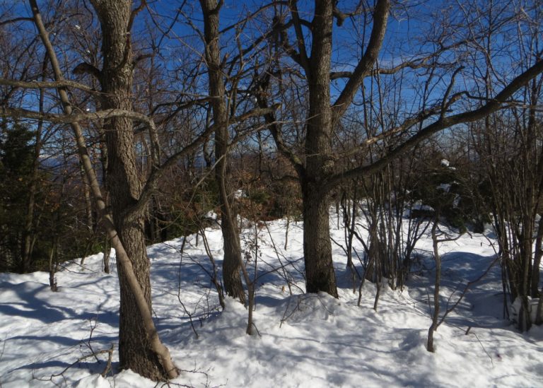 BOSQUES-RIUDAURA-4-FOTOS