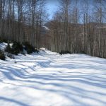 foto-CANES-FALGARS-1