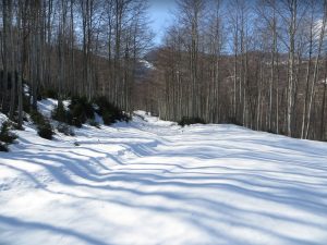 foto-CANES-FALGARS-1