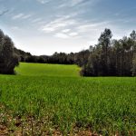 BOSQUES-VILAVENUT-FOTO