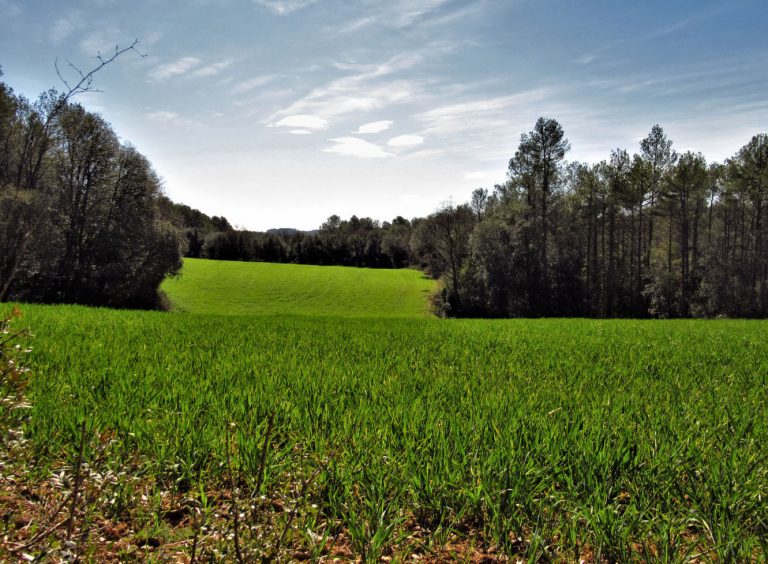 BOSQUES-VILAVENUT-FOTO
