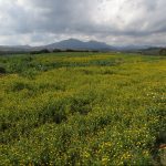 LLADO-VIDA-CISTELLA-FOTO