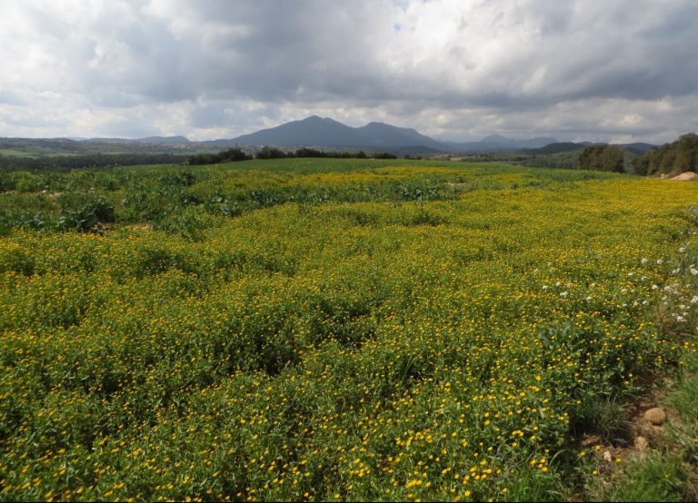 LLADO-VIDA-CISTELLA-FOTO
