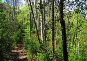 ESTEVE-BAS-COL-BAS-MURRIA-FOTO