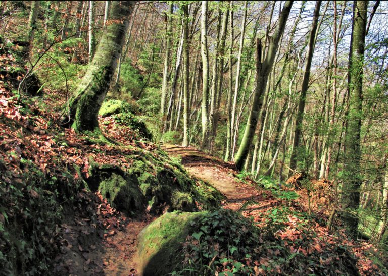 PRESES-MURRIA-XENACS-FOTO