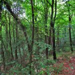 CASTELLFOLLIT-MONT-ROS-FOTOS