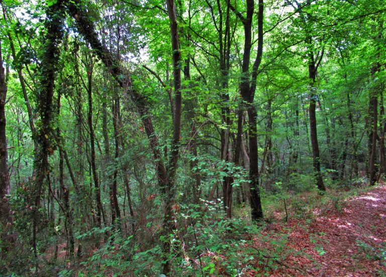 CASTELLFOLLIT-MONT-ROS-FOTOS