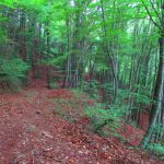 PINYA-SABATALLA-FOTO