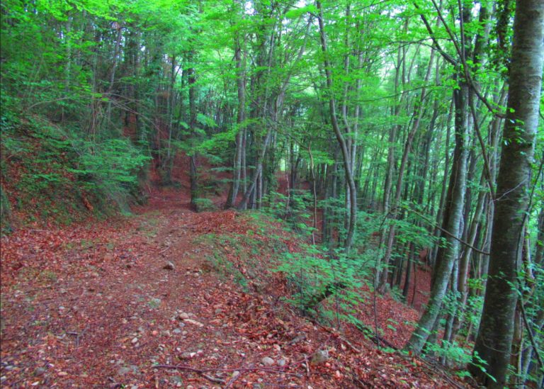 PINYA-SABATALLA-FOTO