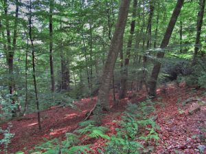 HOSTALETS-PORTELLERA-SAIOLS-FOTO