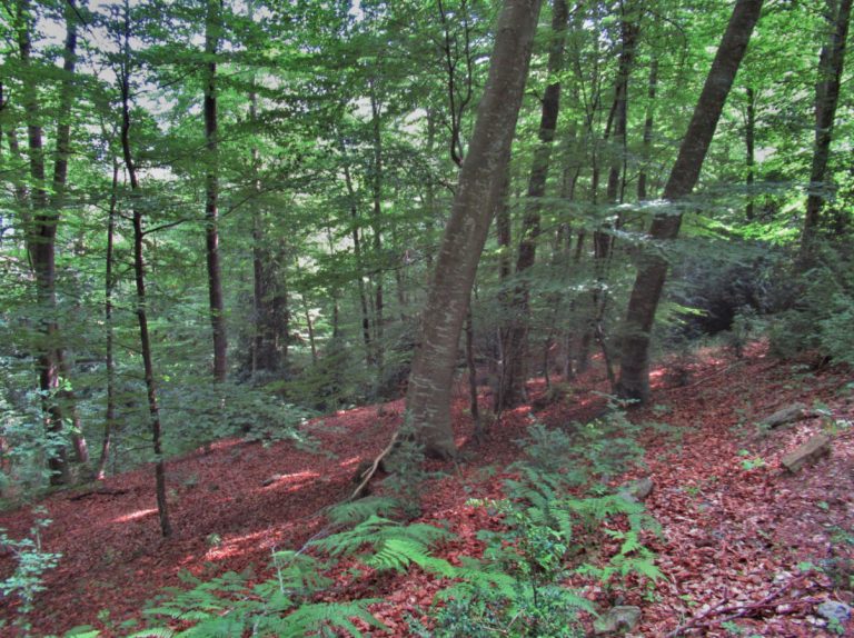 HOSTALETS-PORTELLERA-SAIOLS-FOTO