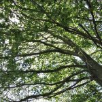 VALLFOGONA-ESTELA-MAGDALENA-FOTO