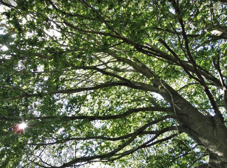 VALLFOGONA-ESTELA-MAGDALENA-FOTO