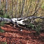 CANES-SERRA-MAGDALENA-FOTO