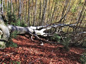 CANES-SERRA-MAGDALENA-FOTO