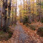 SADERNES-BASSEGODA-BATERIA-FOTO