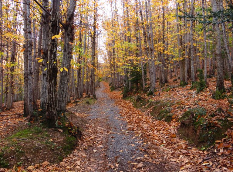 SADERNES-BASSEGODA-BATERIA-FOTO