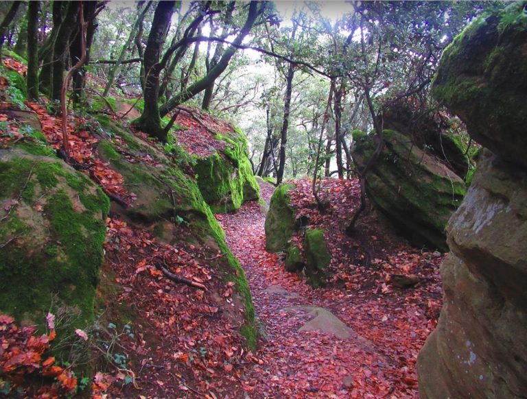 PAU-MARRADES-SALLANCA-FOTO