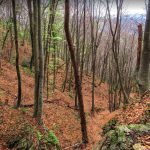 SANTA-PAU-SERRA-FONT-POBRA-FOTO