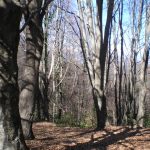 FELIU-FINESTRES-PLANES-foto