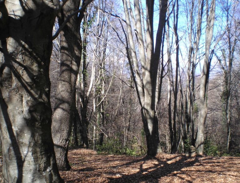 FELIU-FINESTRES-PLANES-foto