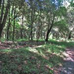 PASEO-SANTA-PAU-FOTOS