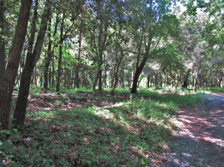 PASEO-SANTA-PAU-FOTOS