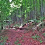 SENTIGOSA-ESTELA-FOTO