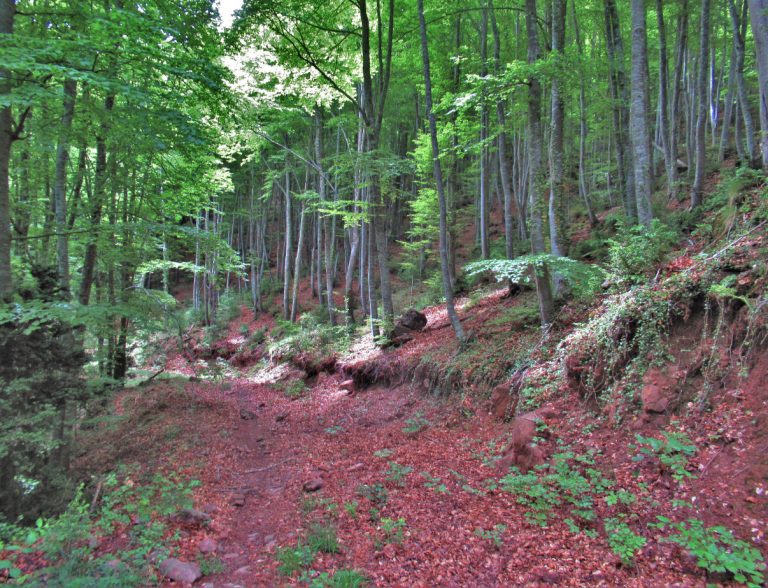 SENTIGOSA-ESTELA-FOTO