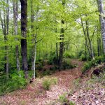 SERRRAT-POLLASTRE-FOTO