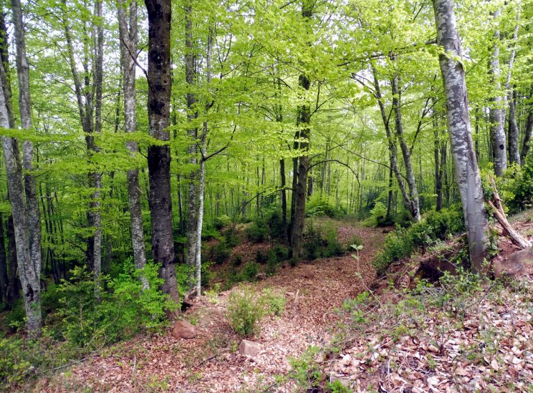 SERRRAT-POLLASTRE-FOTO