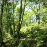 BOIXEDA-RAMUT-CAMPRODON-COSTA-FOTO