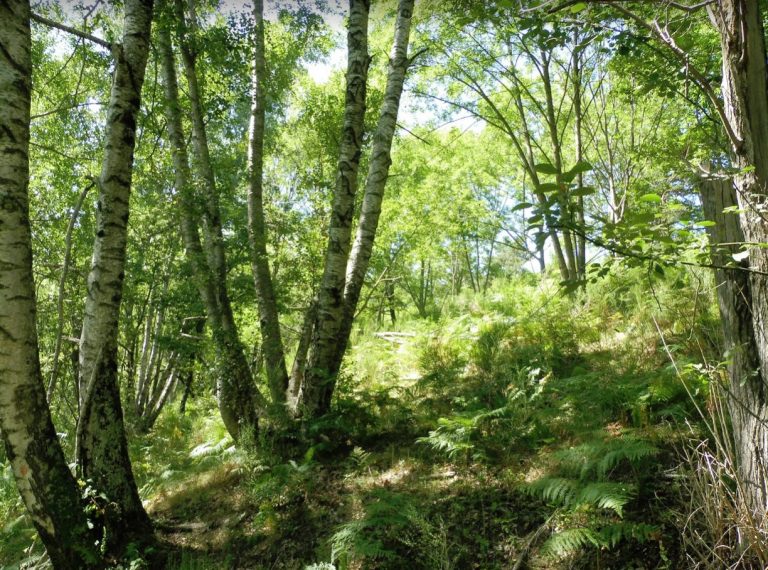 BOIXEDA-RAMUT-CAMPRODON-COSTA-FOTO