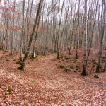 FONT-MOIXINA-JORDA-FOTO