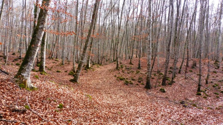 FONT-MOIXINA-JORDA-FOTO