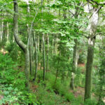 VALLFOGONA-BOSC-PIELLA-FOTO