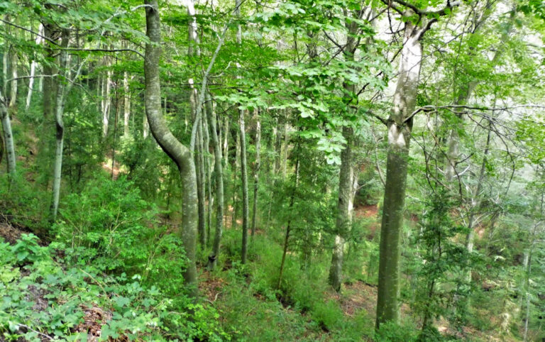 VALLFOGONA-BOSC-PIELLA-FOTO