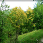 ABADESSES-MUIG-FOTOS