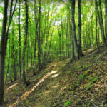 RIPOLL-SANT-ANTONI-FOTO