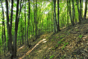 RIPOLL-SANT-ANTONI-FOTO